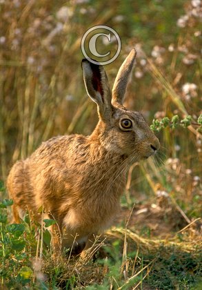 Brown Hare DM1174